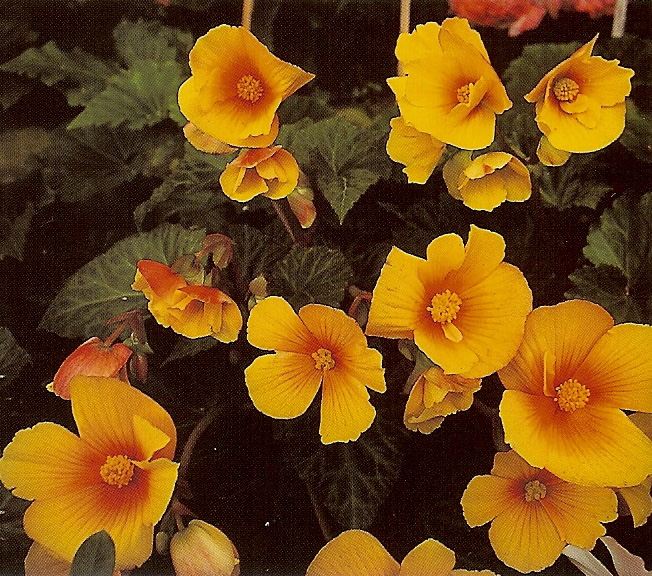 B. ‘Bertini compacta’
